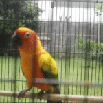 Kenneth Trevi - Mikul Duwur Mendem Jero (MV)